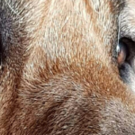 Kennel Brobassen’s Guardian – Broholmer opdræt