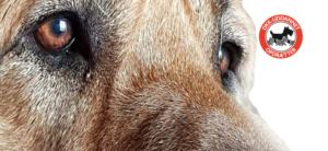 Kennel Brobassen's Guardian - Broholmer opdræt