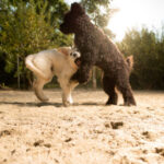CANIS RESORT AG