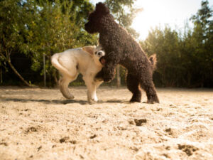 CANIS RESORT AG