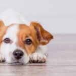 Hundeogkattefoder