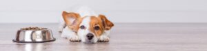Hundeogkattefoder