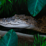 Crocodile Zoo, Falster