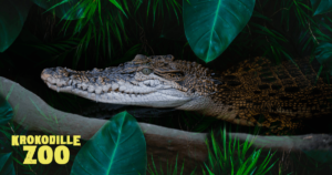 Crocodile Zoo, Falster