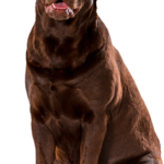 Flintbjerg Hundepension