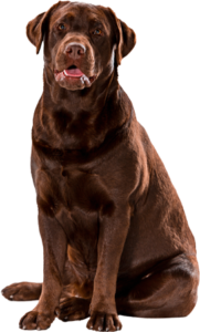 Flintbjerg Hundepension