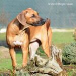 Kennel CANIS VERDE – Rhodesian Ridgebacks VDH*FCI*DZRR