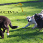 Sydjysk Hundecenter