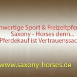 Saxony Horses