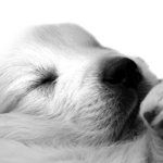 Kennel NEWLUCK