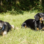 Betzy and Dogs