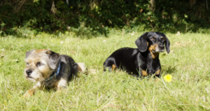 Betzy and Dogs