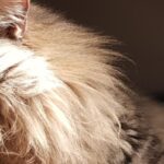 Katzenpension Easy-Cats