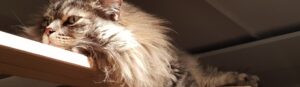 Katzenpension Easy-Cats