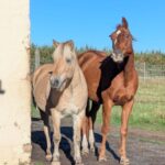 Black-Horse-Ranch