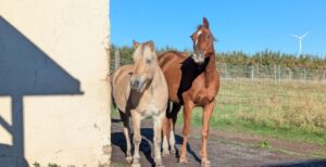 Black-Horse-Ranch