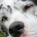 Hunde- und Pferdepension zur grauen Mühle