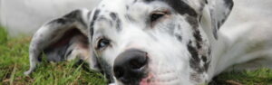 Hunde- und Pferdepension zur grauen Mühle