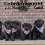 Labradorzucht vom Nord-Ostsee-Kanal (Schleswig-Holstein)