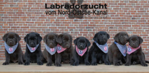 Labradorzucht vom Nord-Ostsee-Kanal (Schleswig-Holstein)