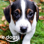 edogs