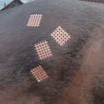 Horse in Balance gemeinsam vital – Pferdetherapie, Tierheilpraxis