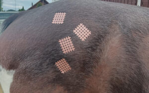 Horse in Balance gemeinsam vital - Pferdetherapie, Tierheilpraxis