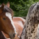 HorseCompetence