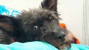 Hundesalon Kuschelwuschel-Hundechic 2