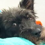 Hundesalon Kuschelwuschel-Hundechic