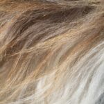 Okydogy Hundeschule & Verhaltensberatung