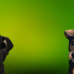 Newlife4dogs