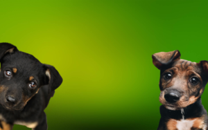 Newlife4dogs