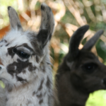 Animal Assisted Therapy with Llamas and Alpacas AATLA GbR