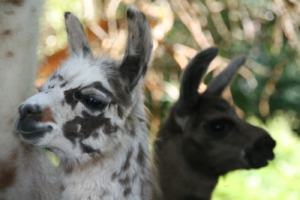 Animal Assisted Therapy with Llamas and Alpacas AATLA GbR