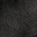 Ausbildung – Hundesalon