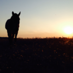 CS – Ponyfarm