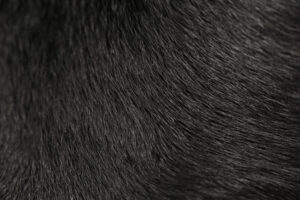Ausbildung - Hundesalon