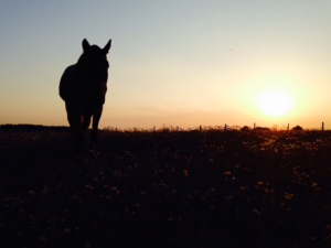 CS - Ponyfarm