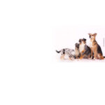 Tom’s Hunde- und Katzensalon