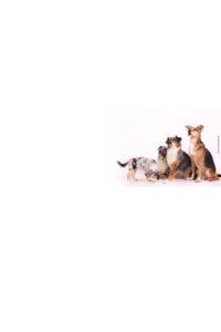Tom's Hunde- und Katzensalon