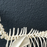 MB-PhysioTIERapie – Tierphysio mit Unterwasserlaufband