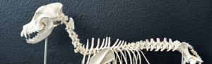MB-PhysioTIERapie - Tierphysio mit Unterwasserlaufband