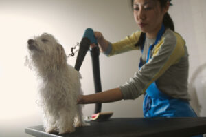 Groomery Hundesalon