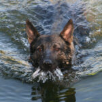 Hundeschule Spurlaut GbR