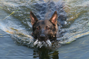 Hundeschule Spurlaut GbR