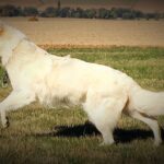 Hunde-Physiotherapie Sabine Schikora
