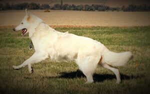 Hunde-Physiotherapie Sabine Schikora