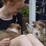 Kennel Sheltie 4 You