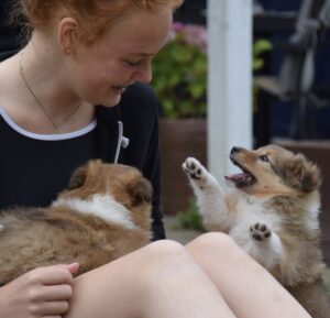 Kennel Sheltie 4 You